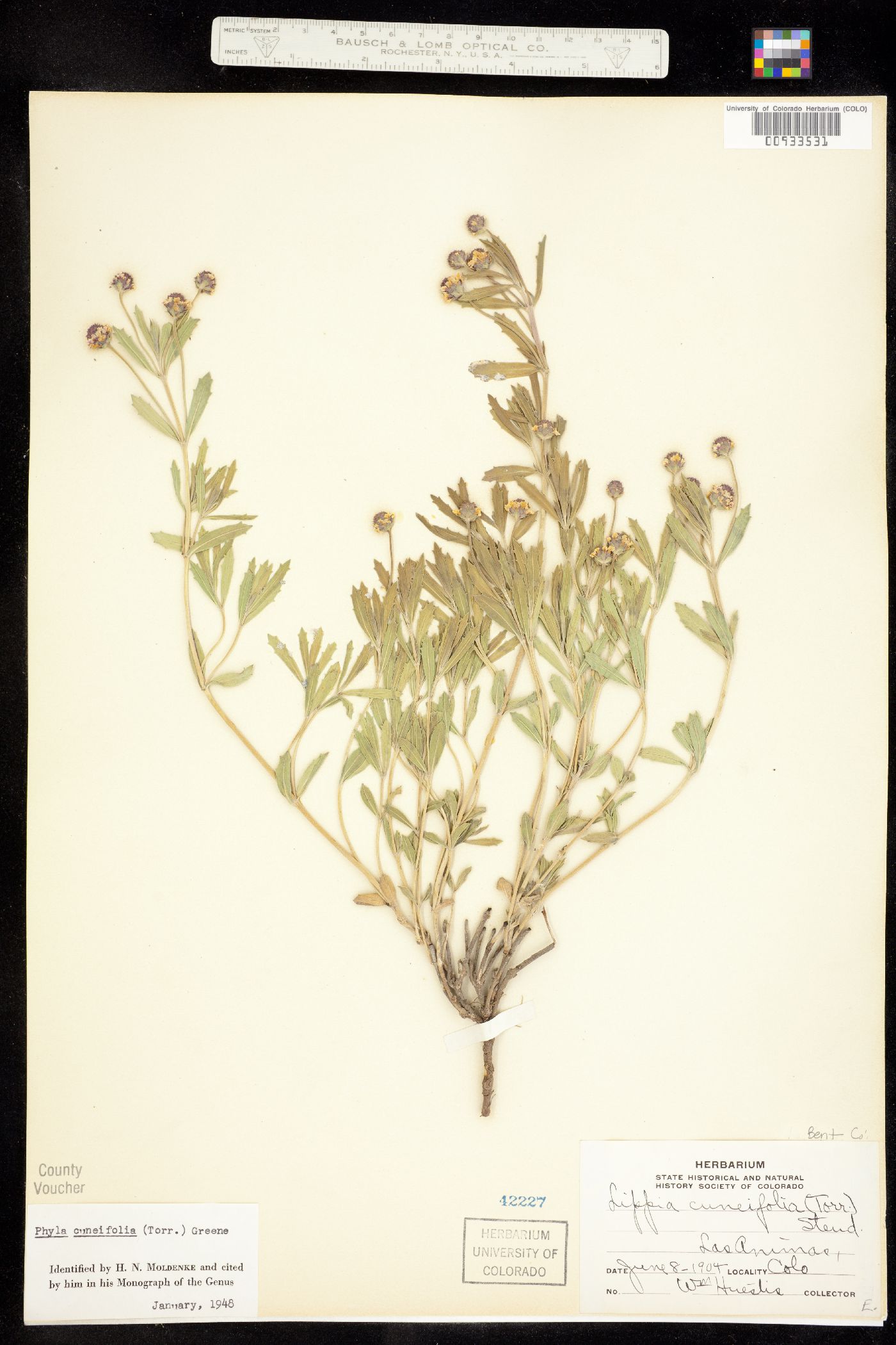 Phyla cuneifolia image