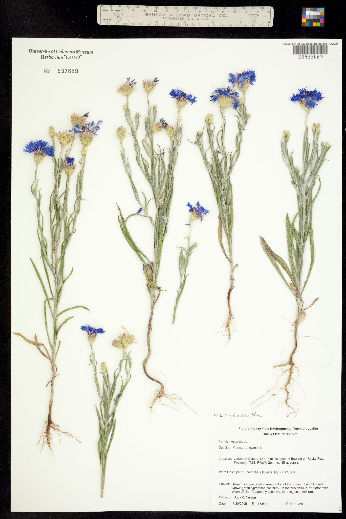 Leucacantha image