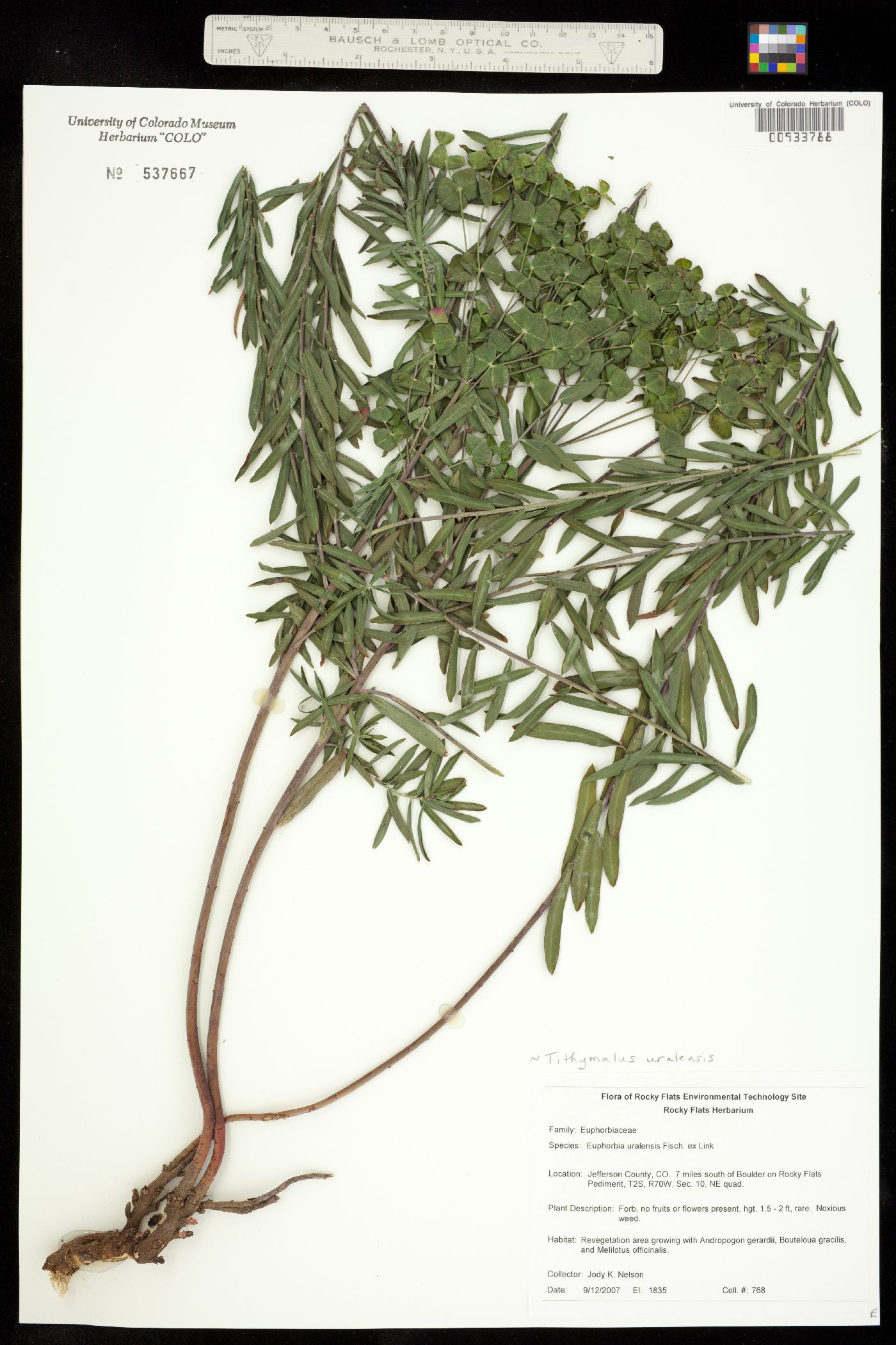 Euphorbiaceae image