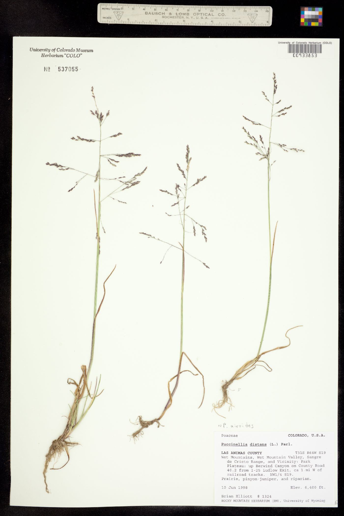 Puccinellia image