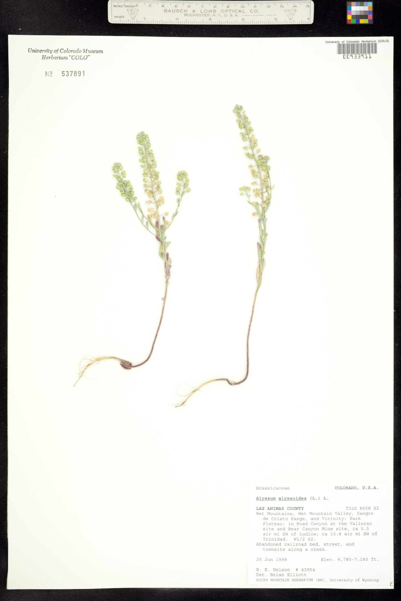 Alyssum alyssoides image