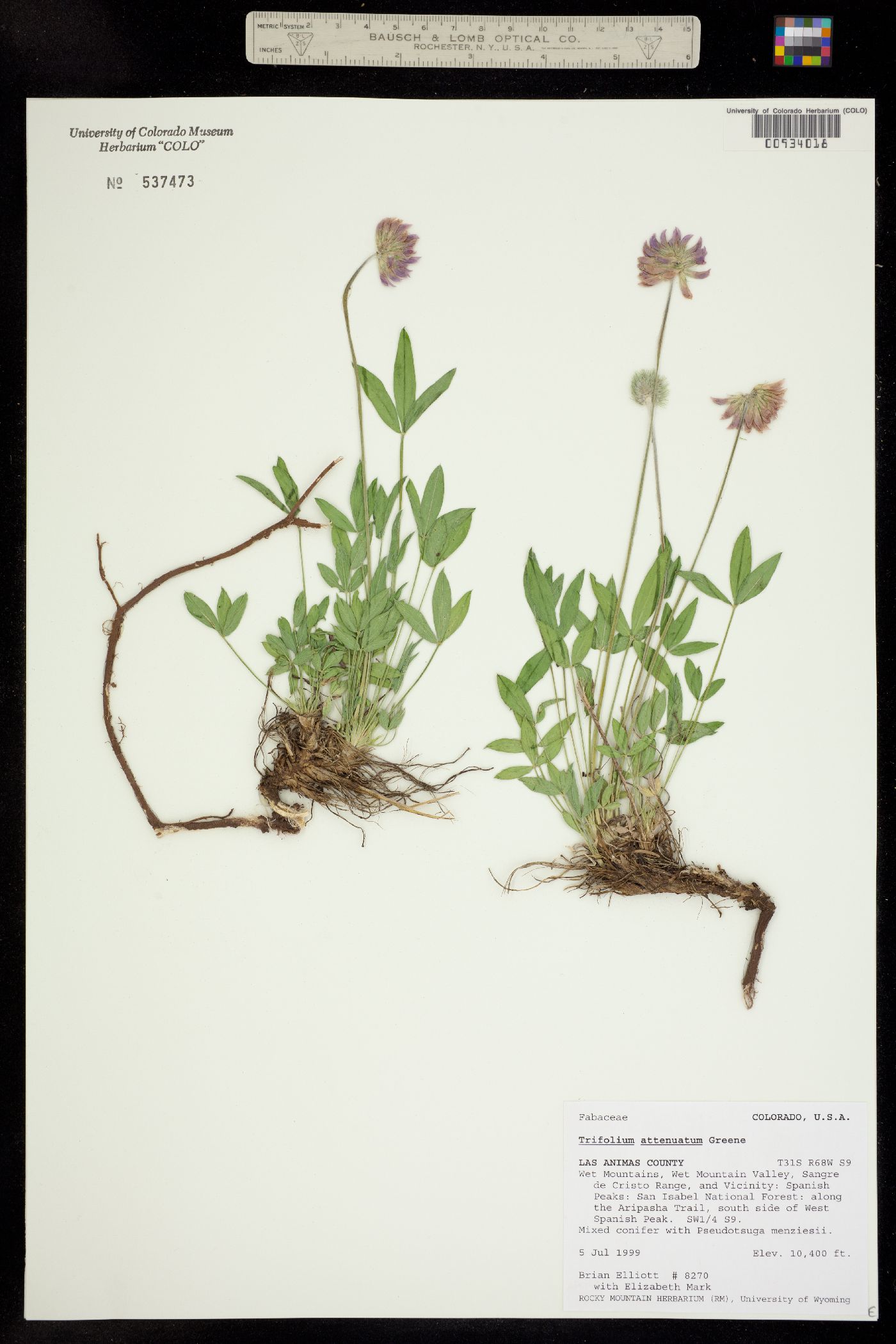 Trifolium attenuatum image