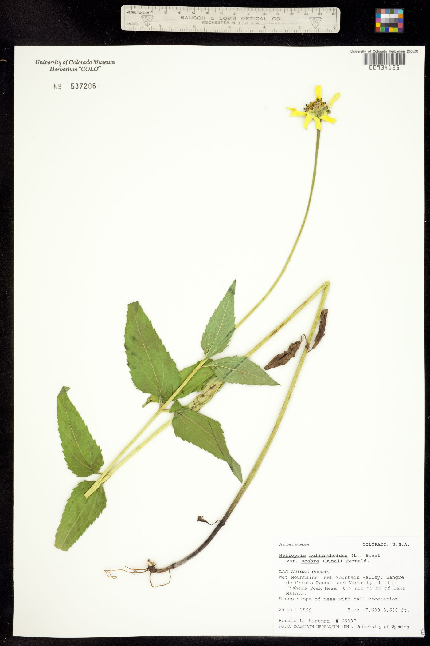 Heliopsis helianthoides var. scabra image