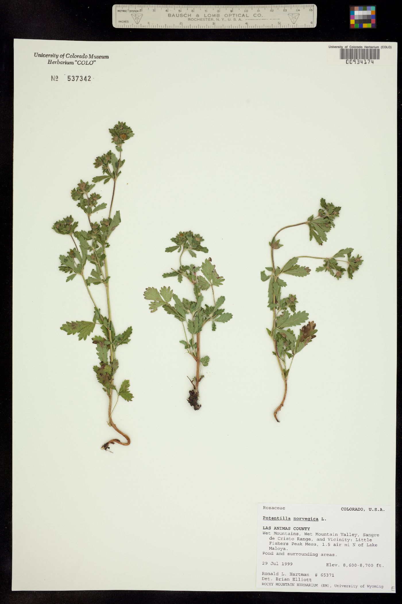 Potentilla norvegica image