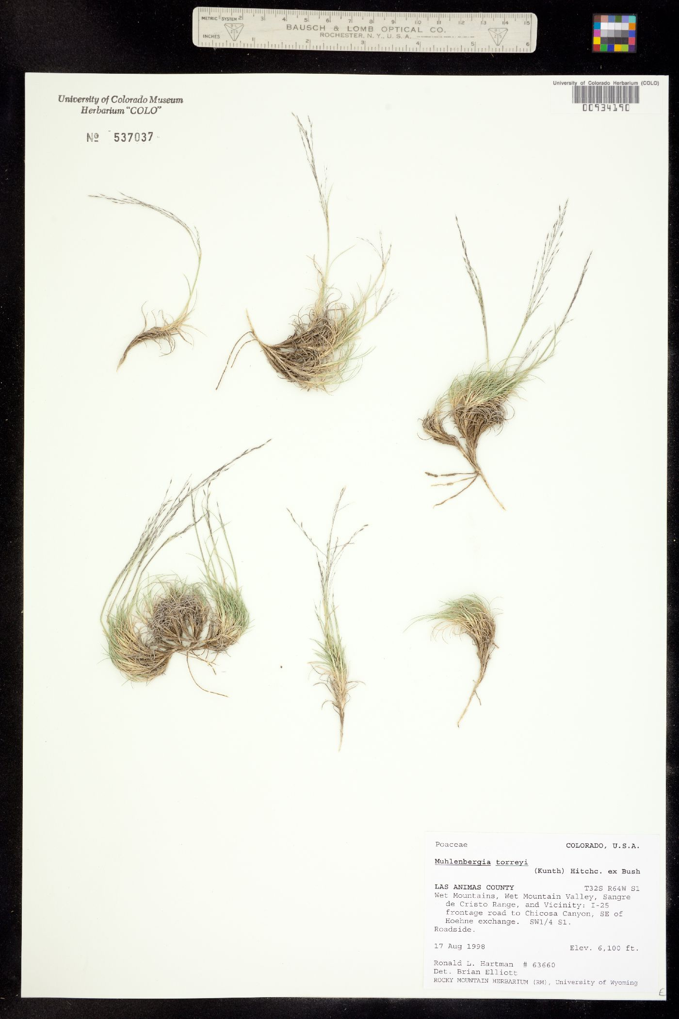 Muhlenbergia torreyi image