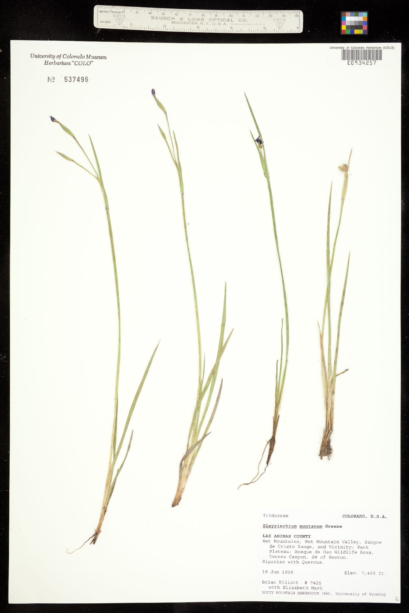 Sisyrinchium montanum image