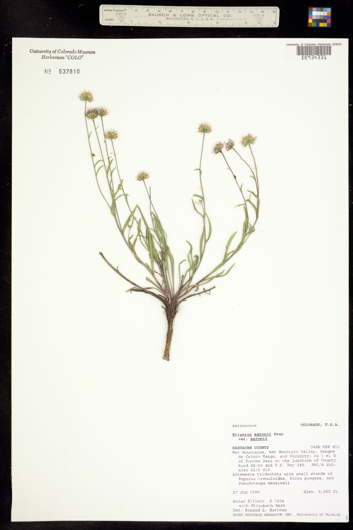 Erigeron eatonii var. eatonii image