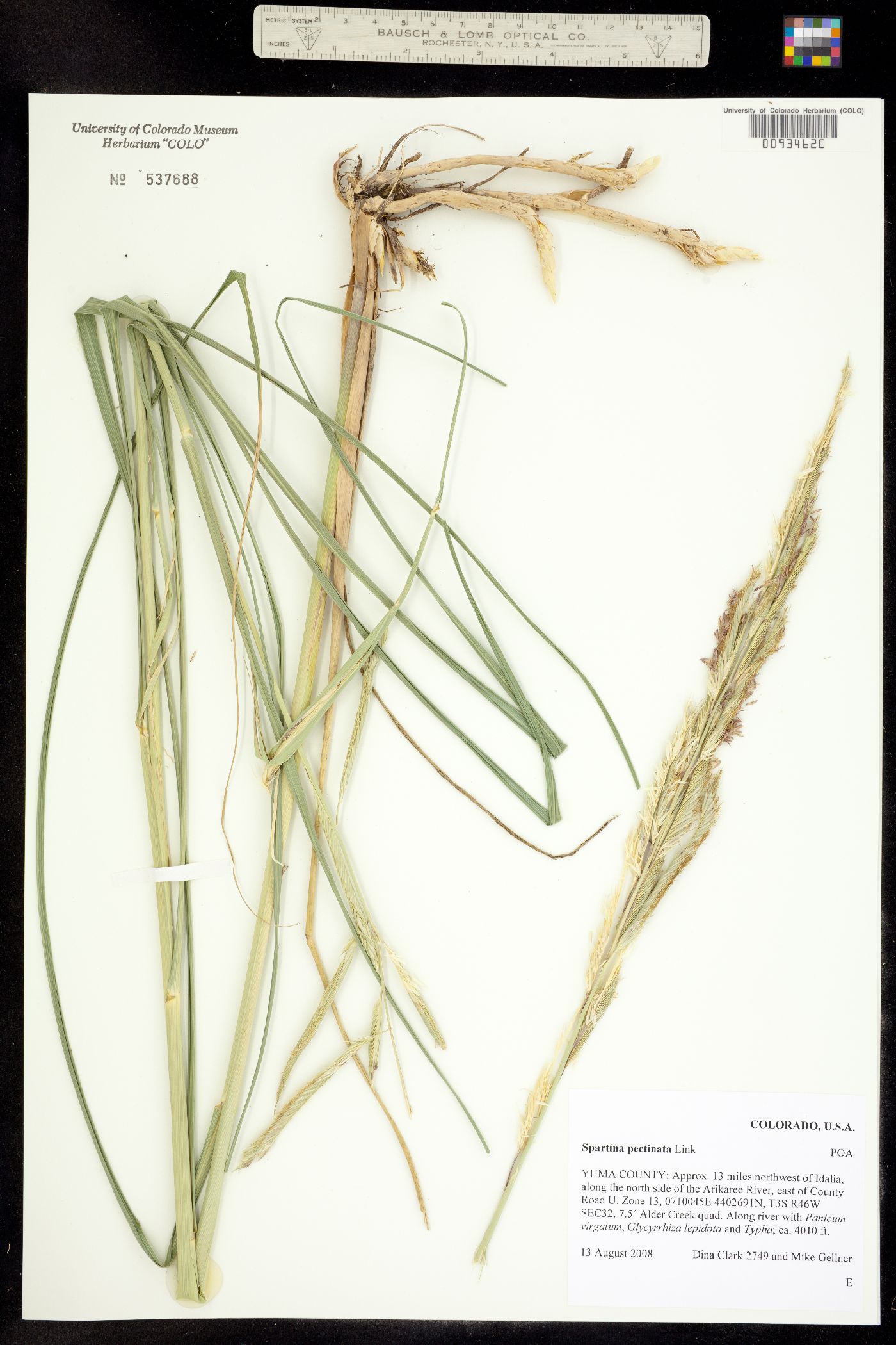 Spartina pectinata image