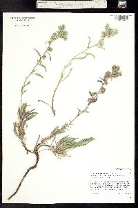 Image of Oreocarya suffruticosa