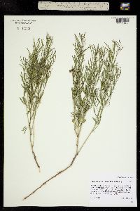 Psoralea lanceolata image