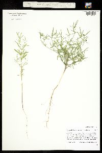 Image of Euphorbia hexagona