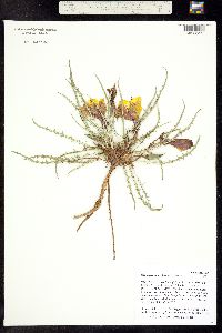 Image of Oenothera acutissima