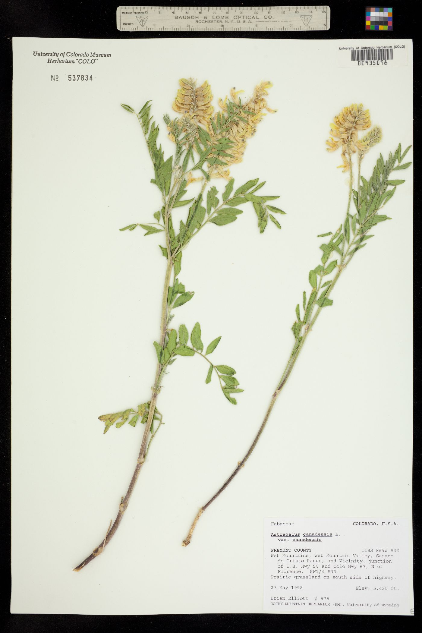 Astragalus canadensis var. canadensis image