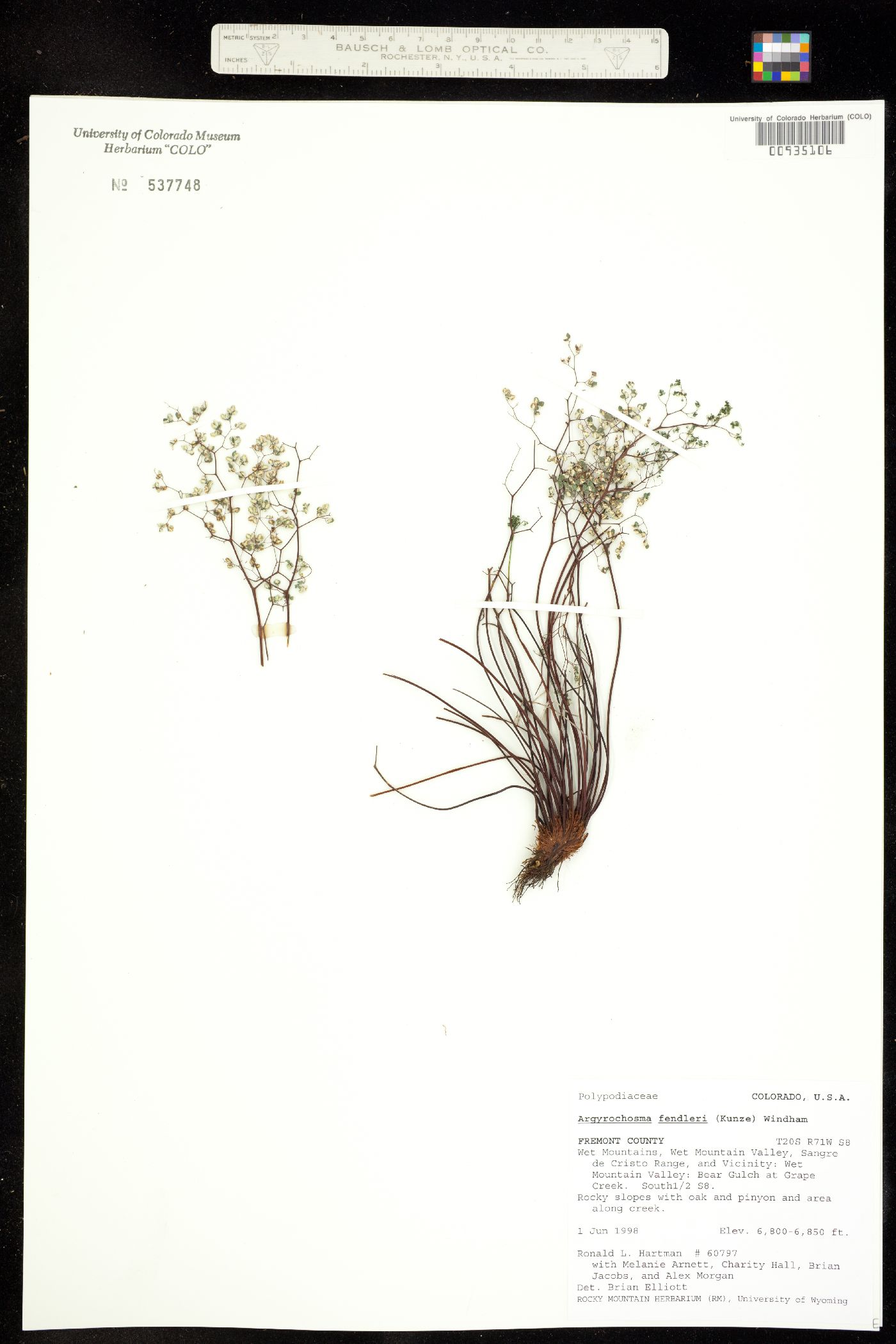 Argyrochosma fendleri image