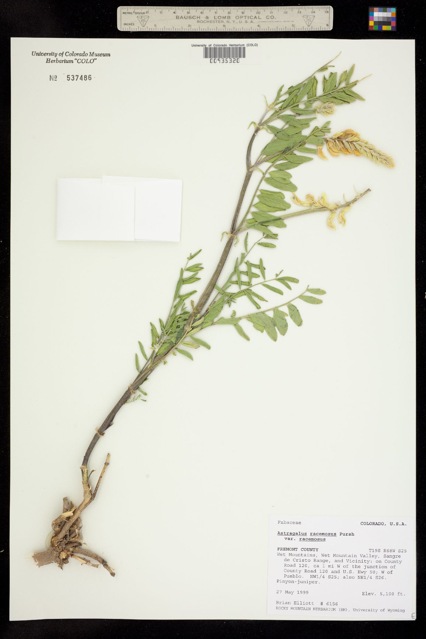 Astragalus racemosus image
