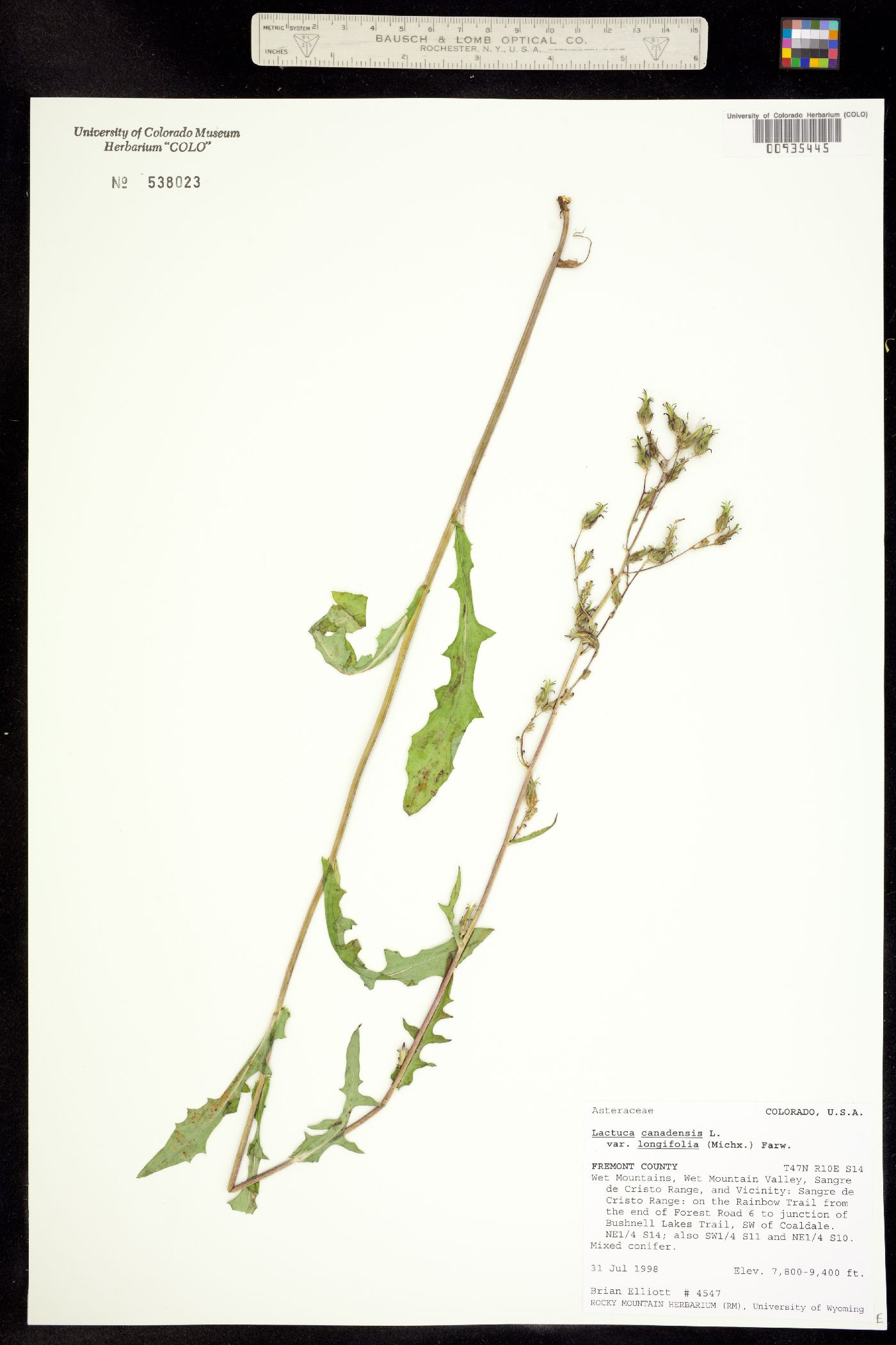 Lactuca canadensis image