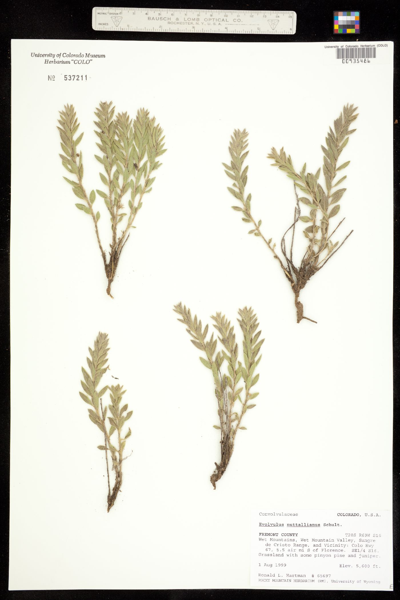 Convolvulaceae image