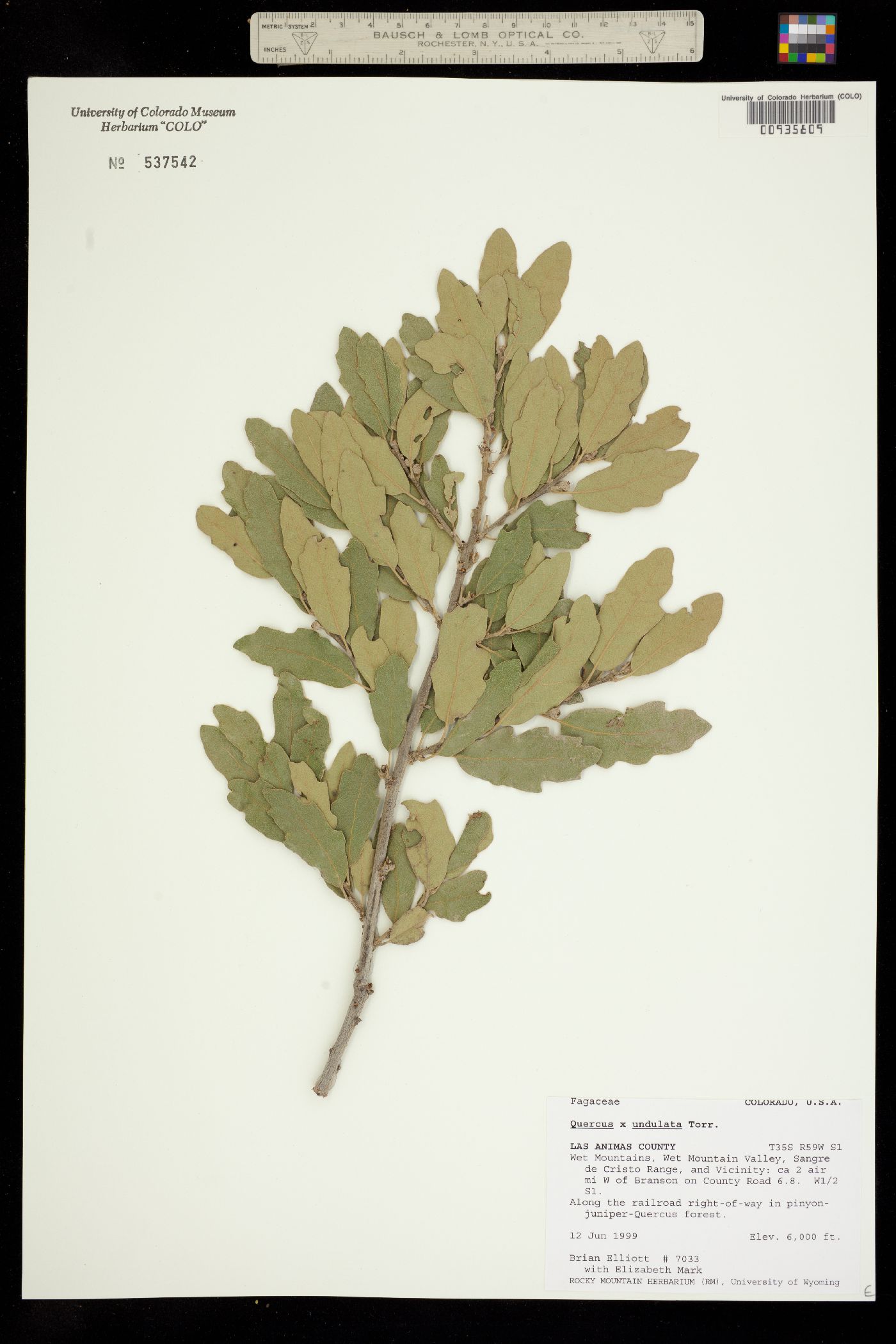 Quercus X undulata image