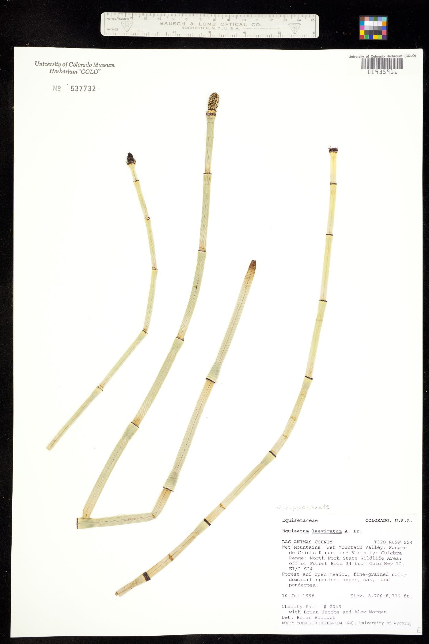 Equisetum laevigatum image