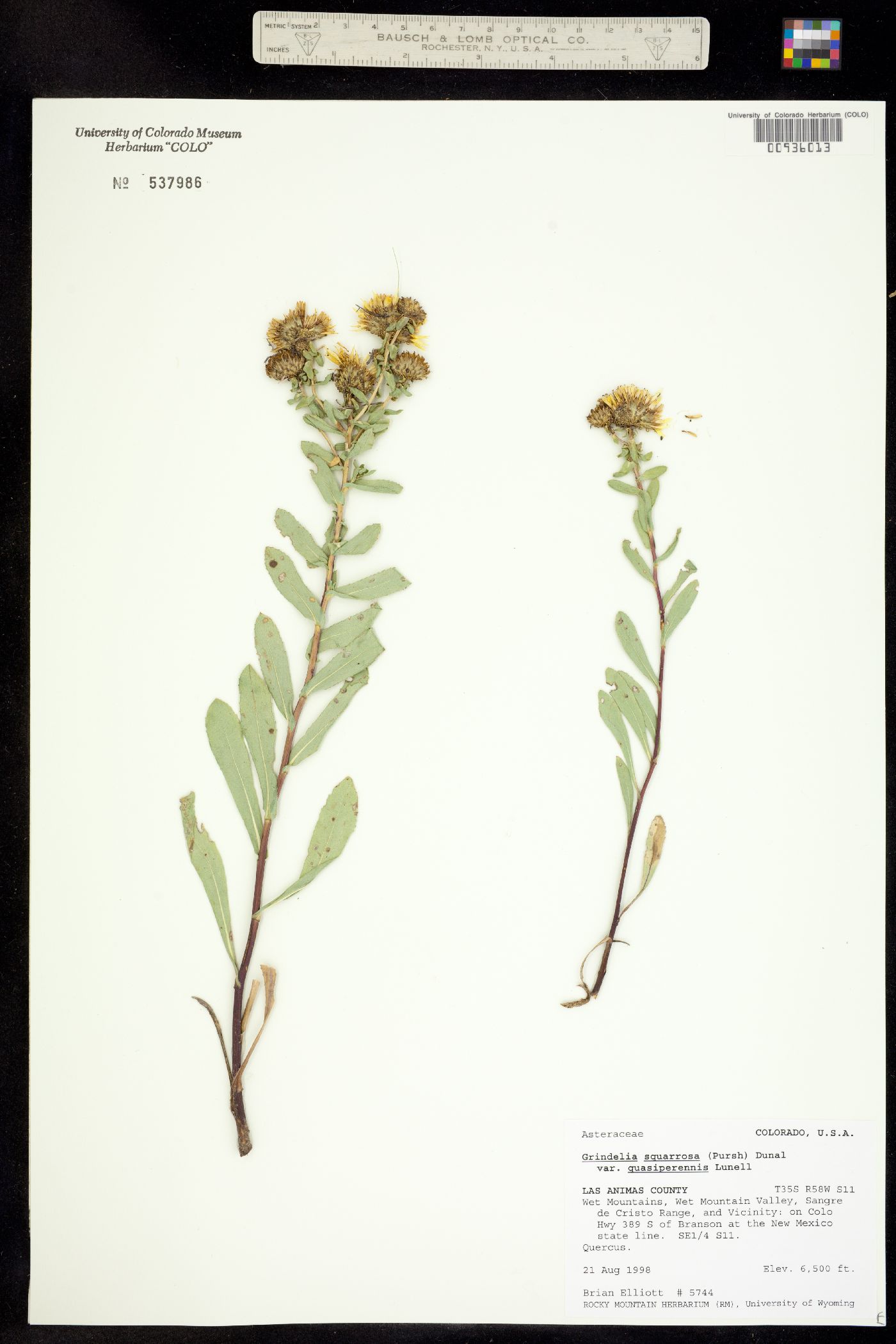 Grindelia image