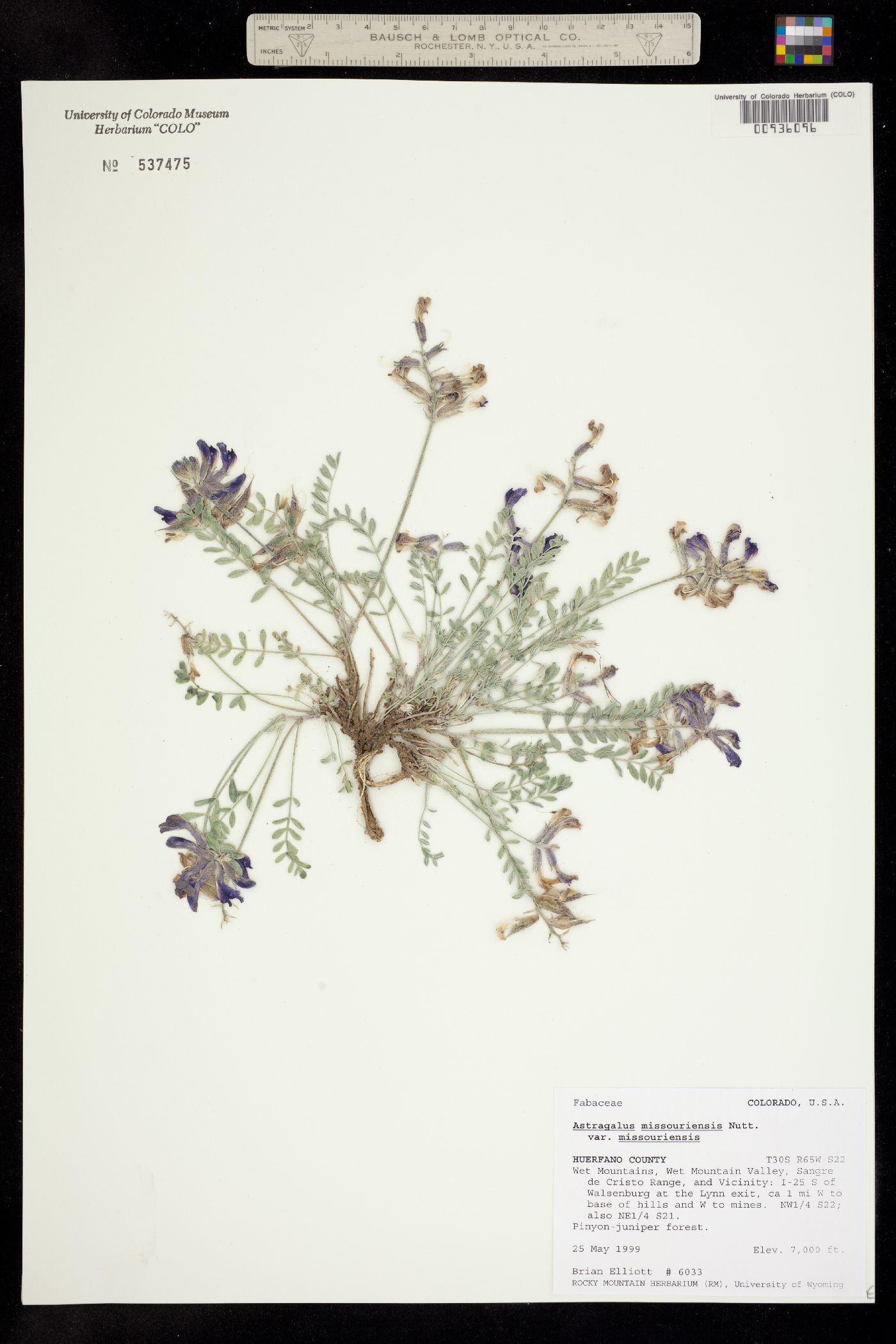 Astragalus missouriensis var. missouriensis image