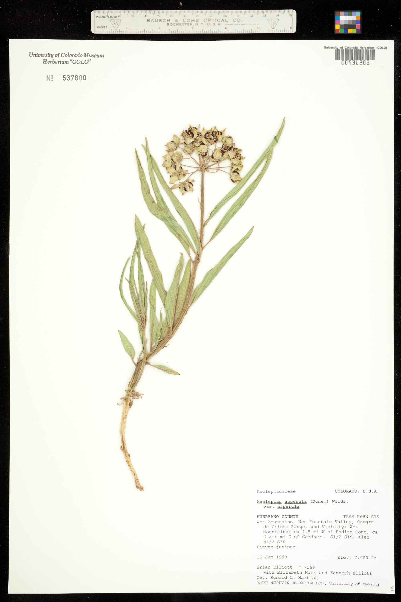 Asclepias asperula ssp. asperula image
