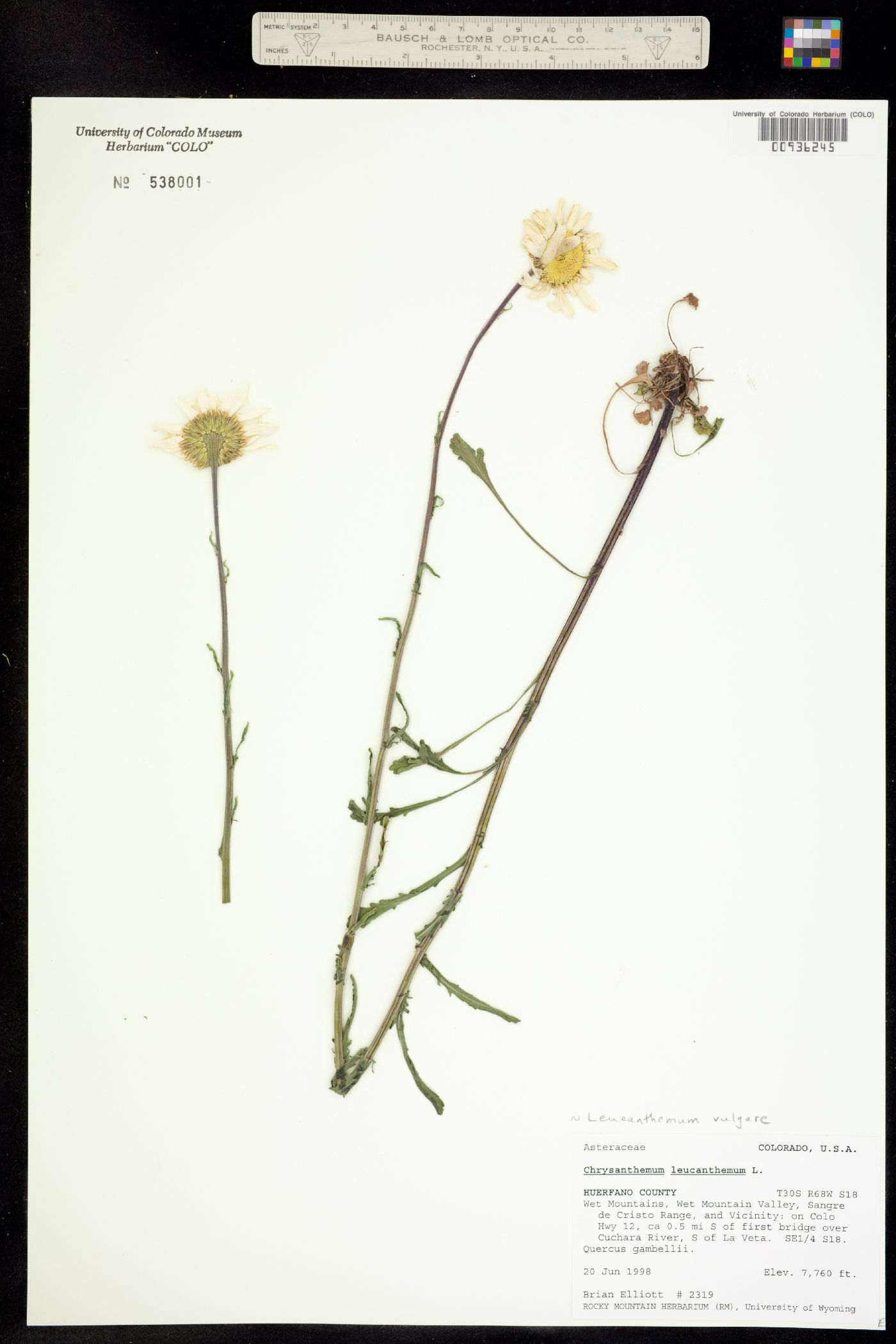 Leucanthemum vulgare image