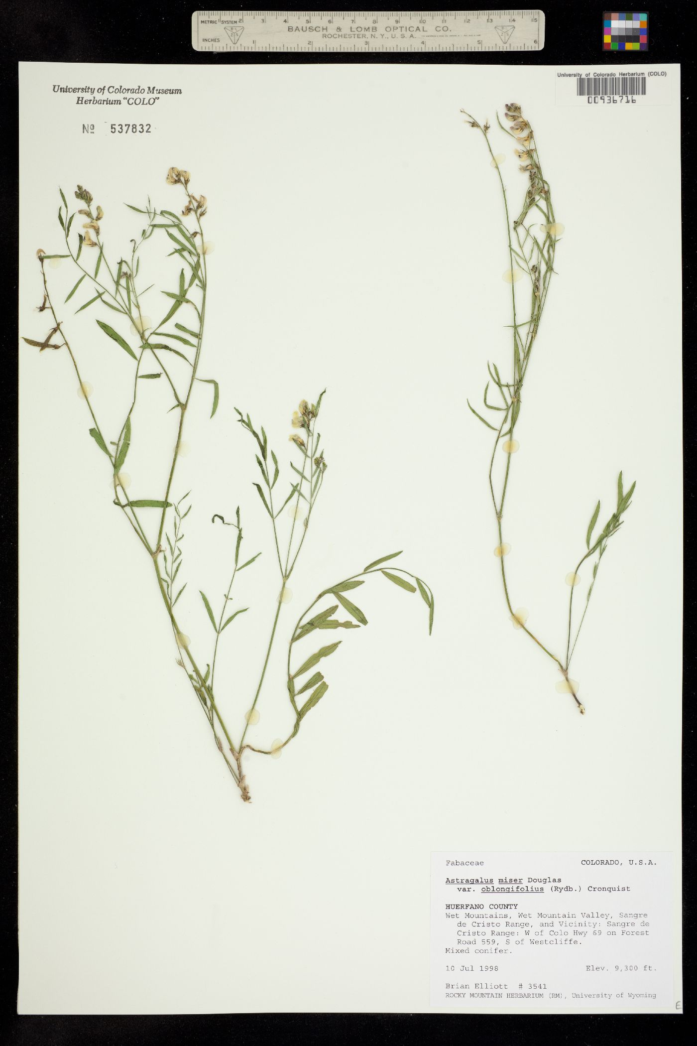 Astragalus miser image