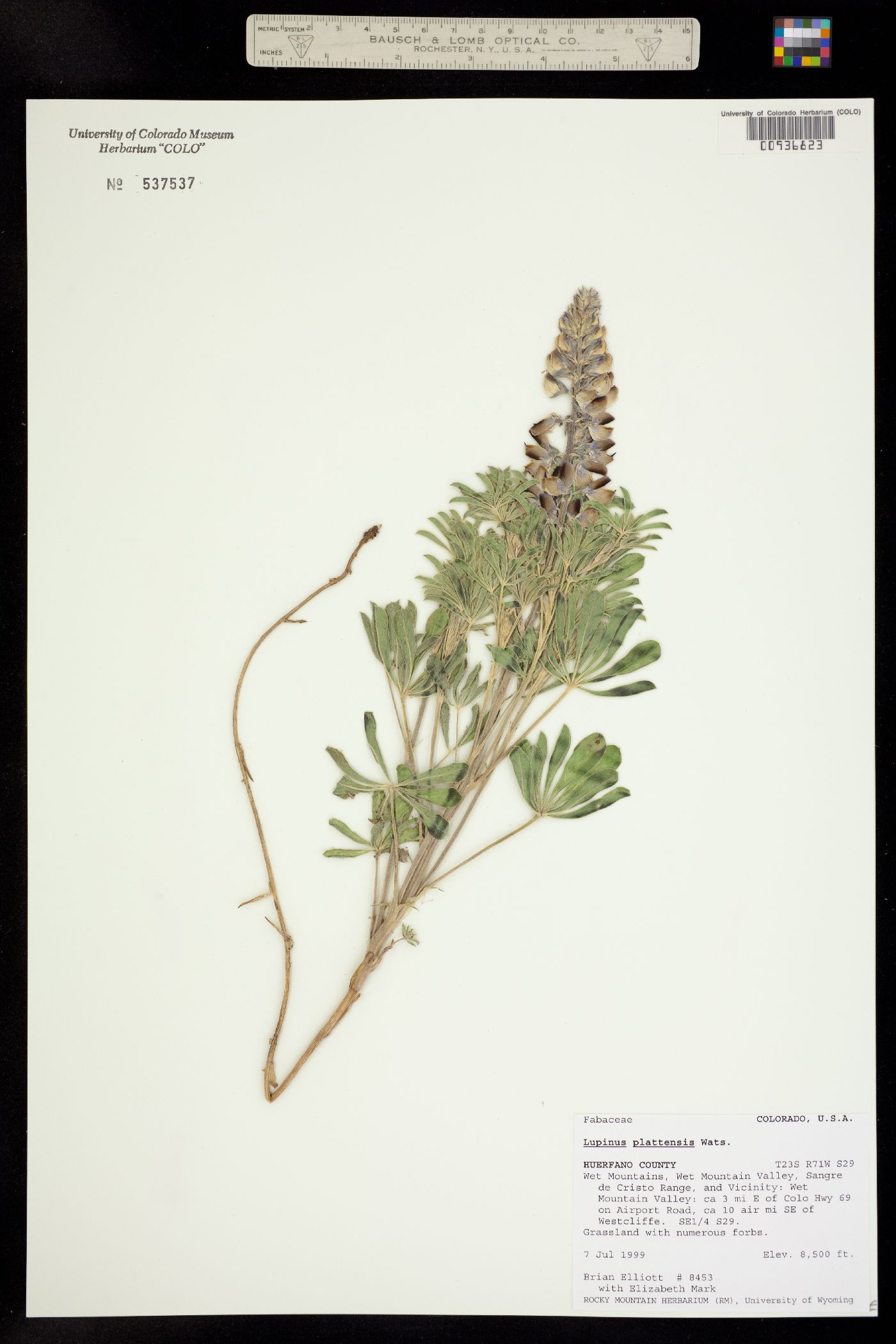 Lupinus plattensis image