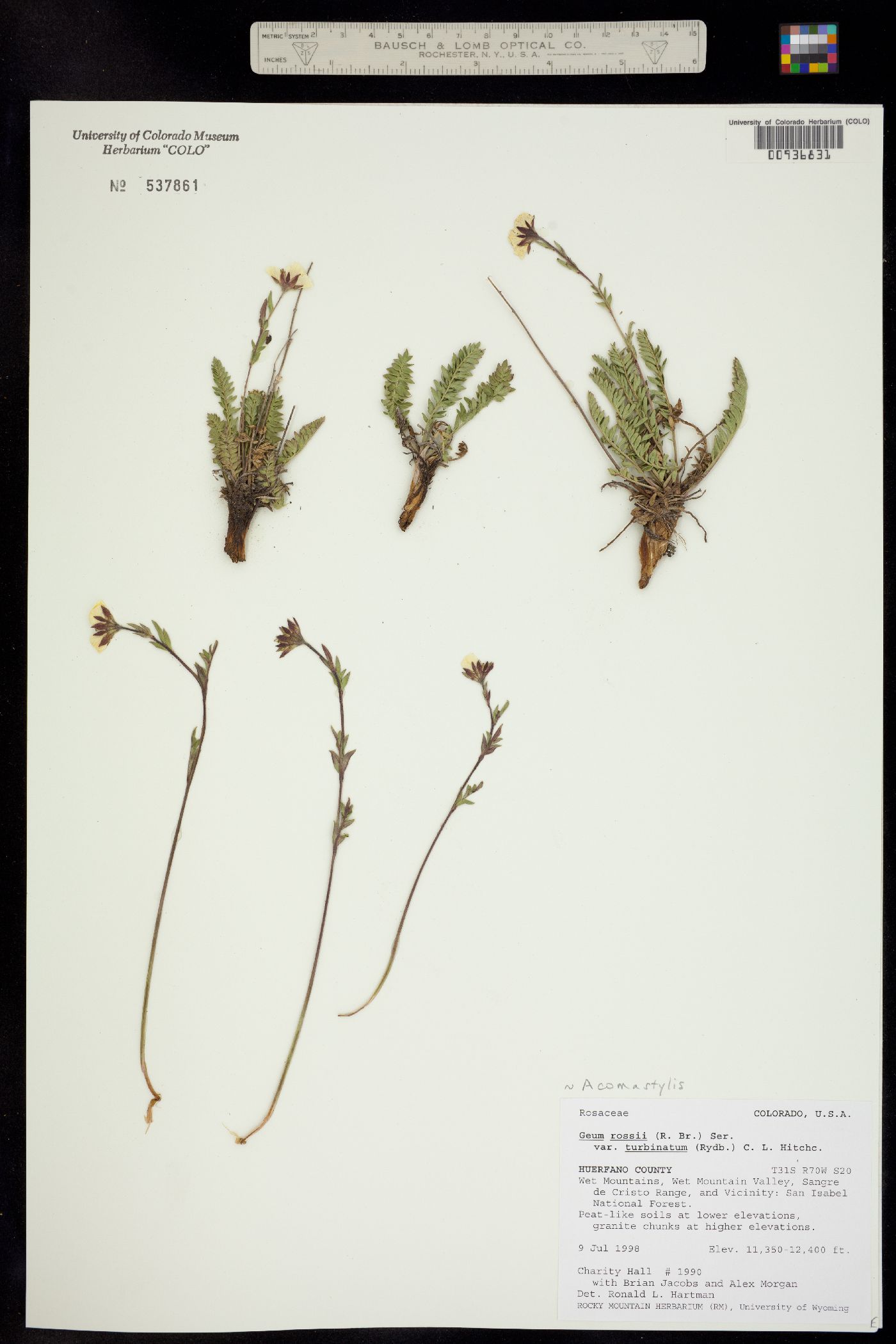 Geum rossii image