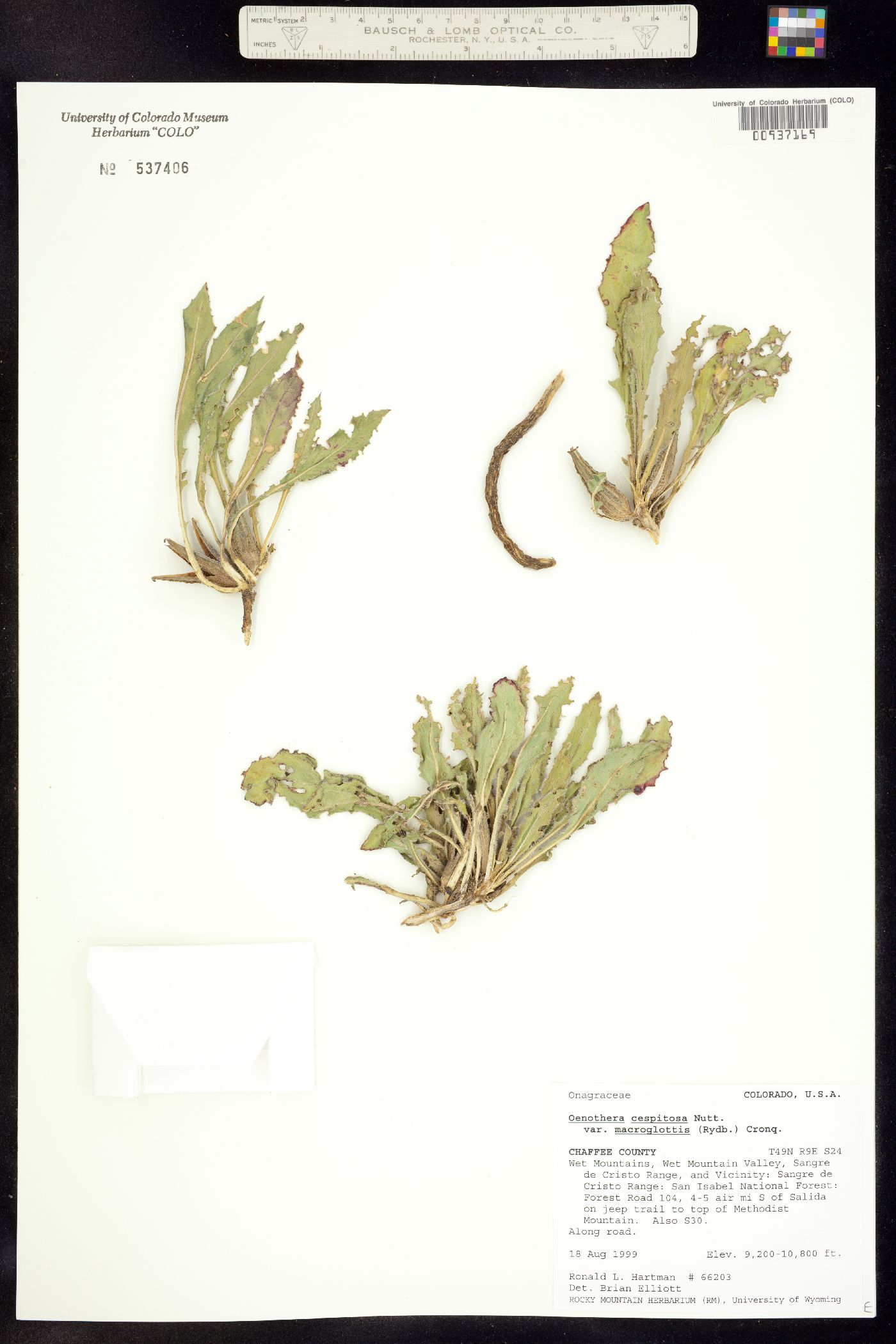 Oenothera cespitosa image
