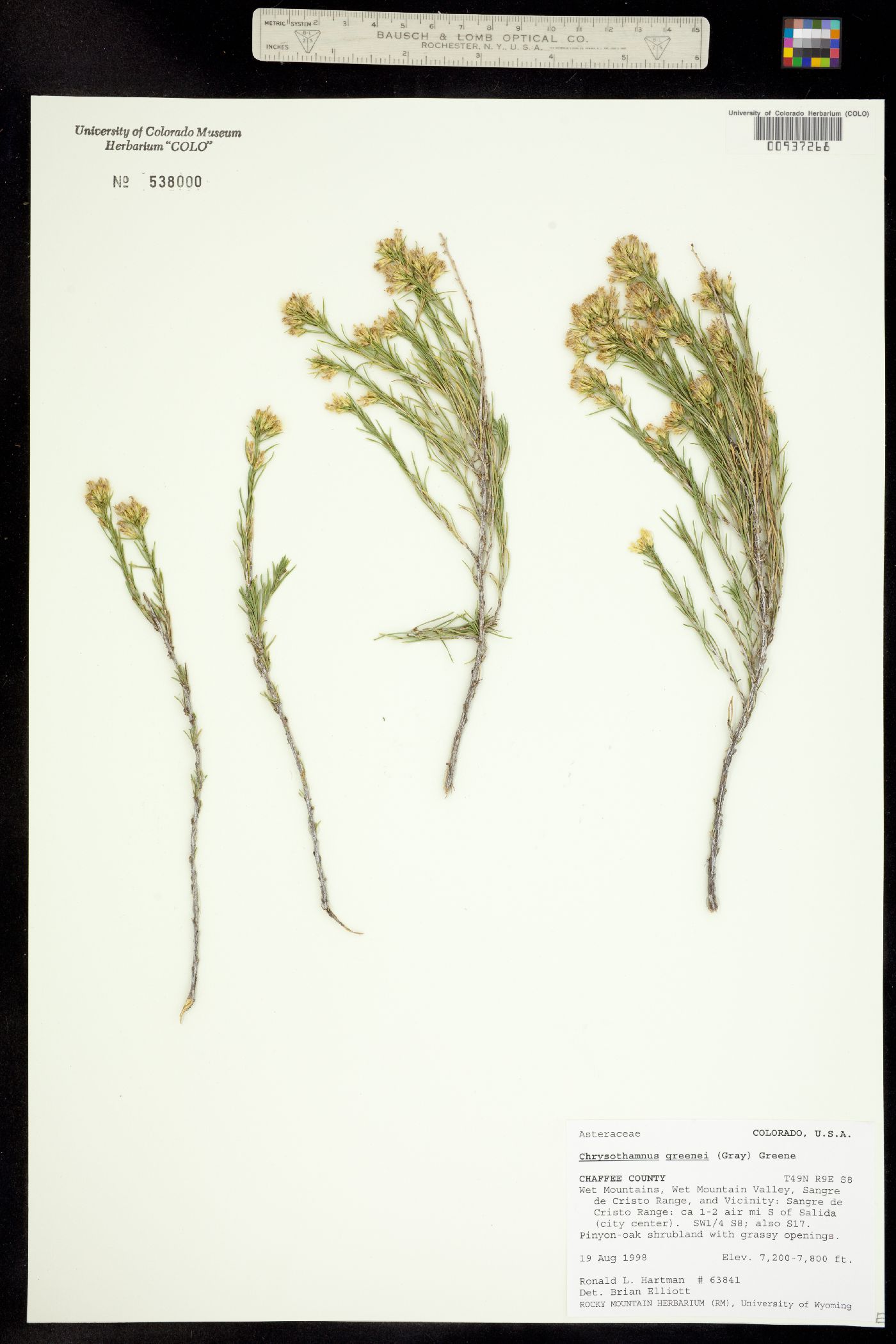 Chrysothamnus greenei image