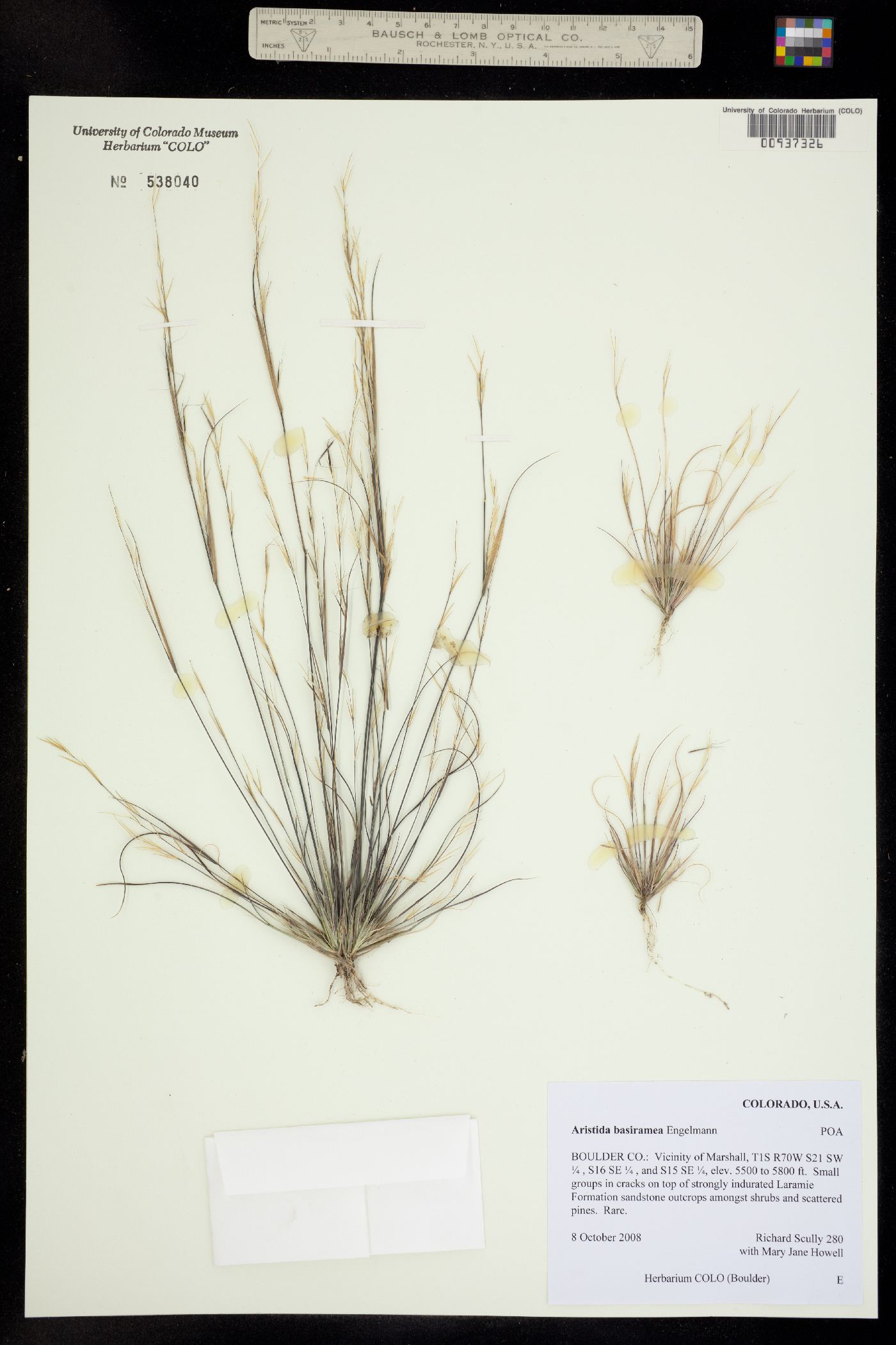 Aristida basiramea image