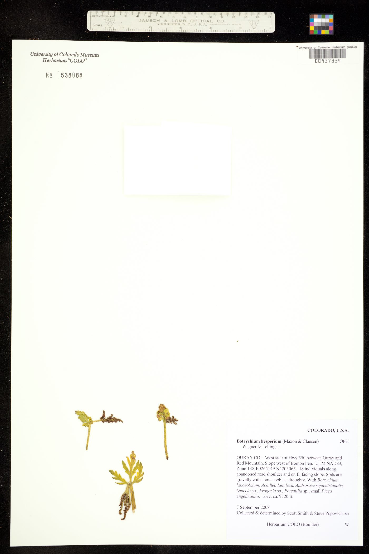 Botrychium hesperium image