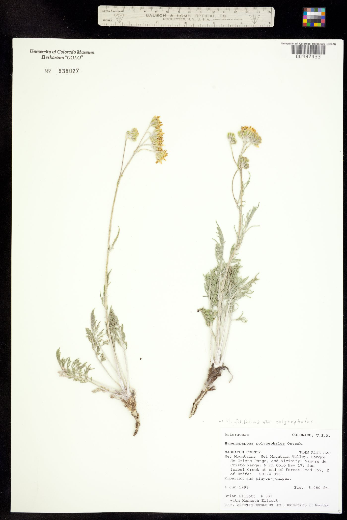 Hymenopappus filifolius var. polycephalus image