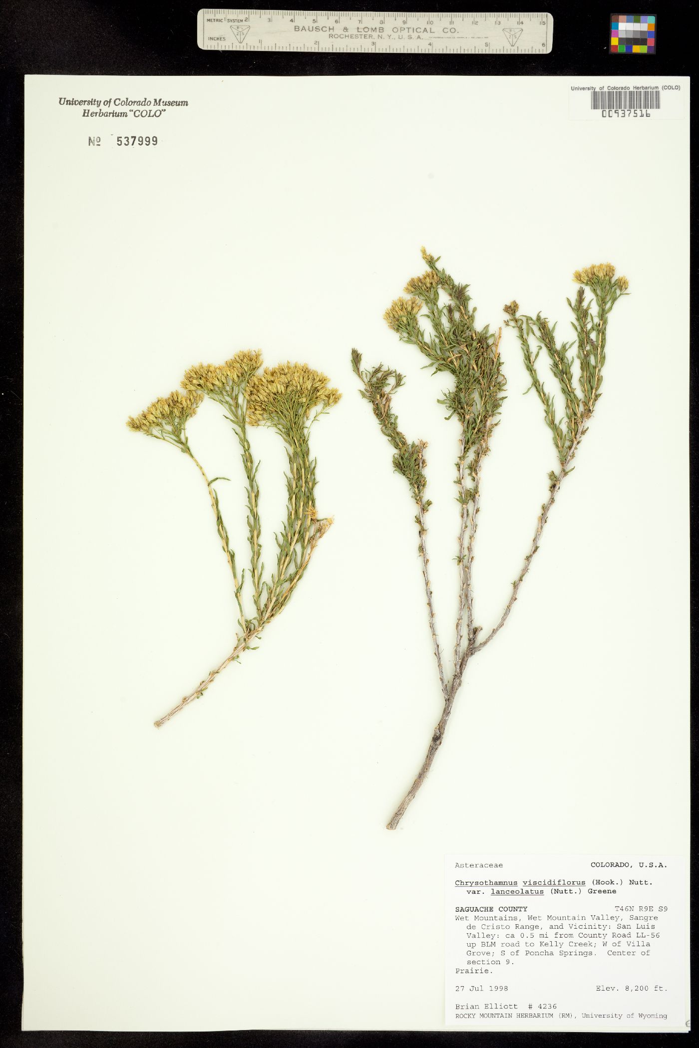 Chrysothamnus viscidiflorus ssp. lanceolatus image