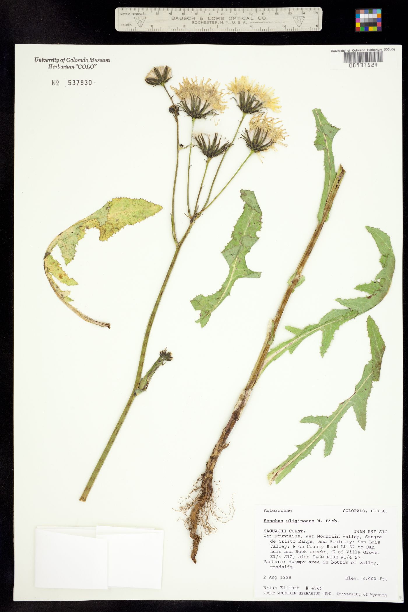 Sonchus arvensis image