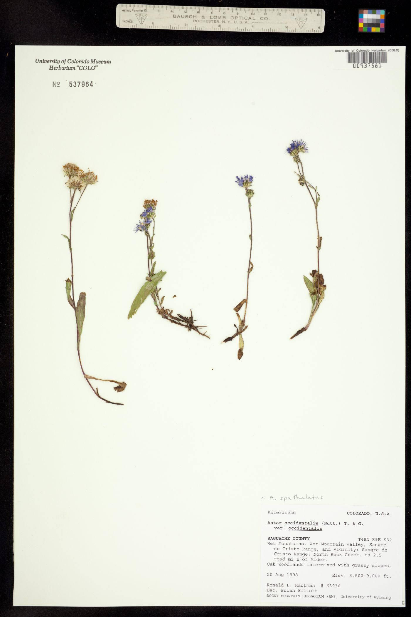 Aster spathulatus image