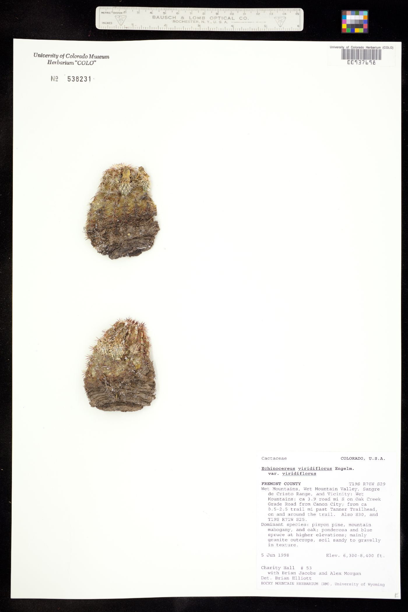 Echinocereus image
