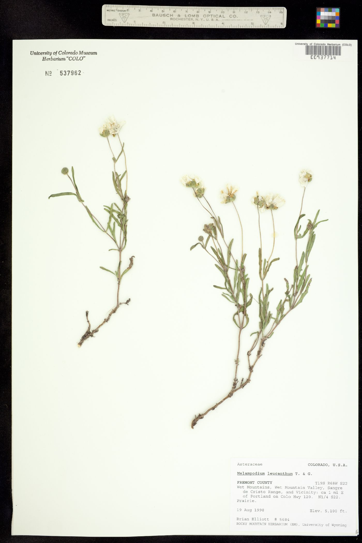 Melampodium leucanthum image