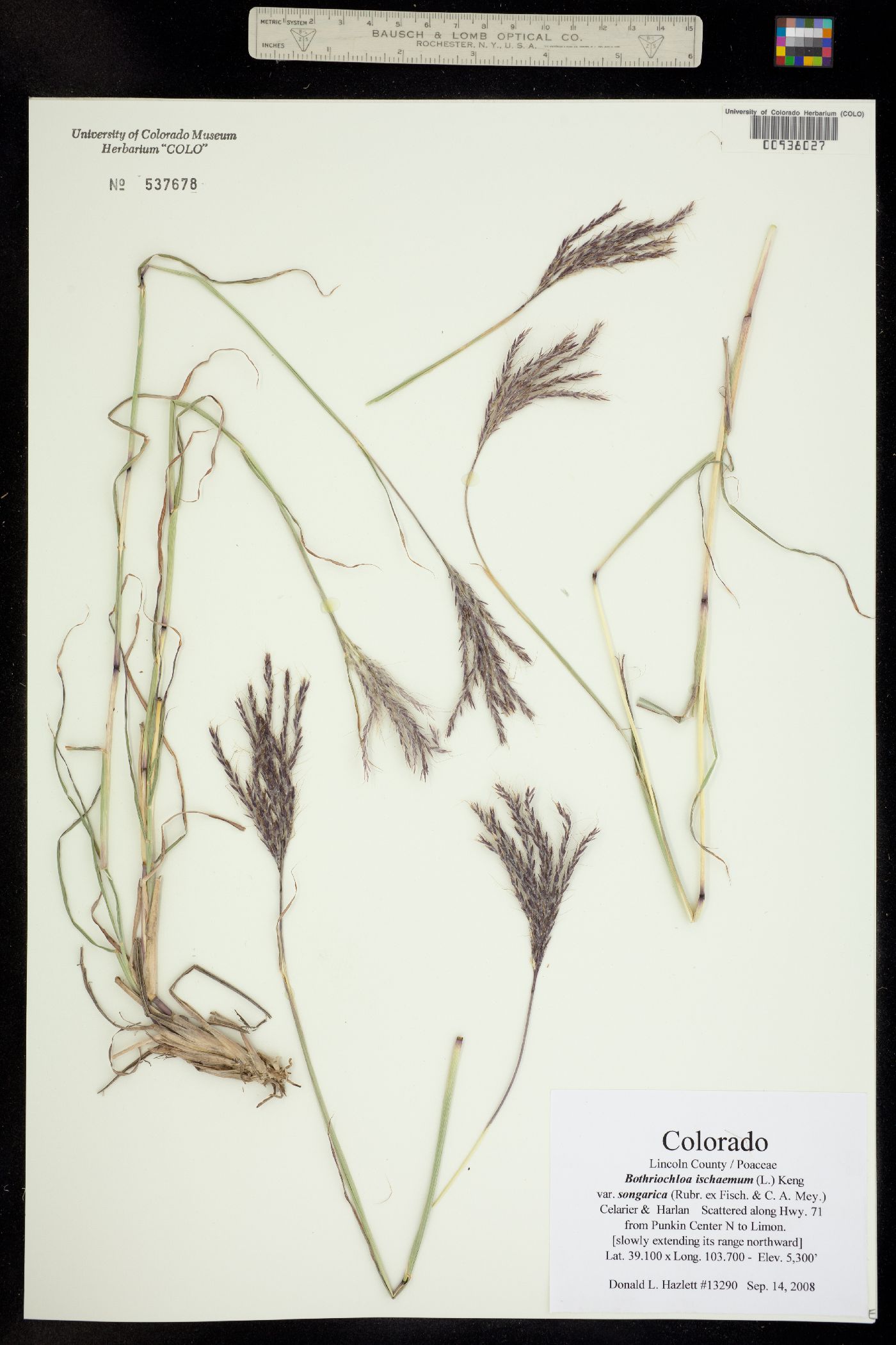 Bothriochloa ischaemum image