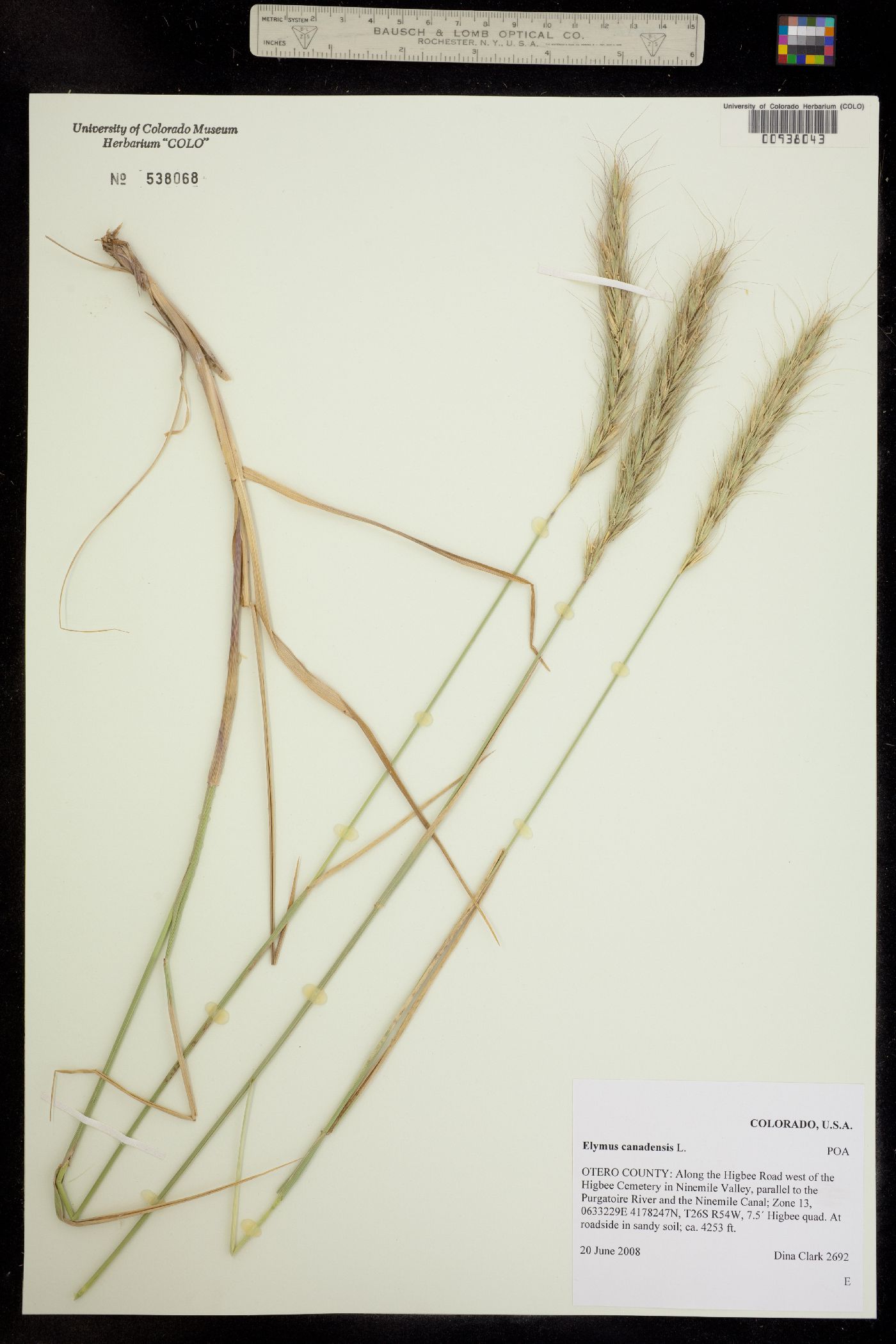 Elymus canadensis image