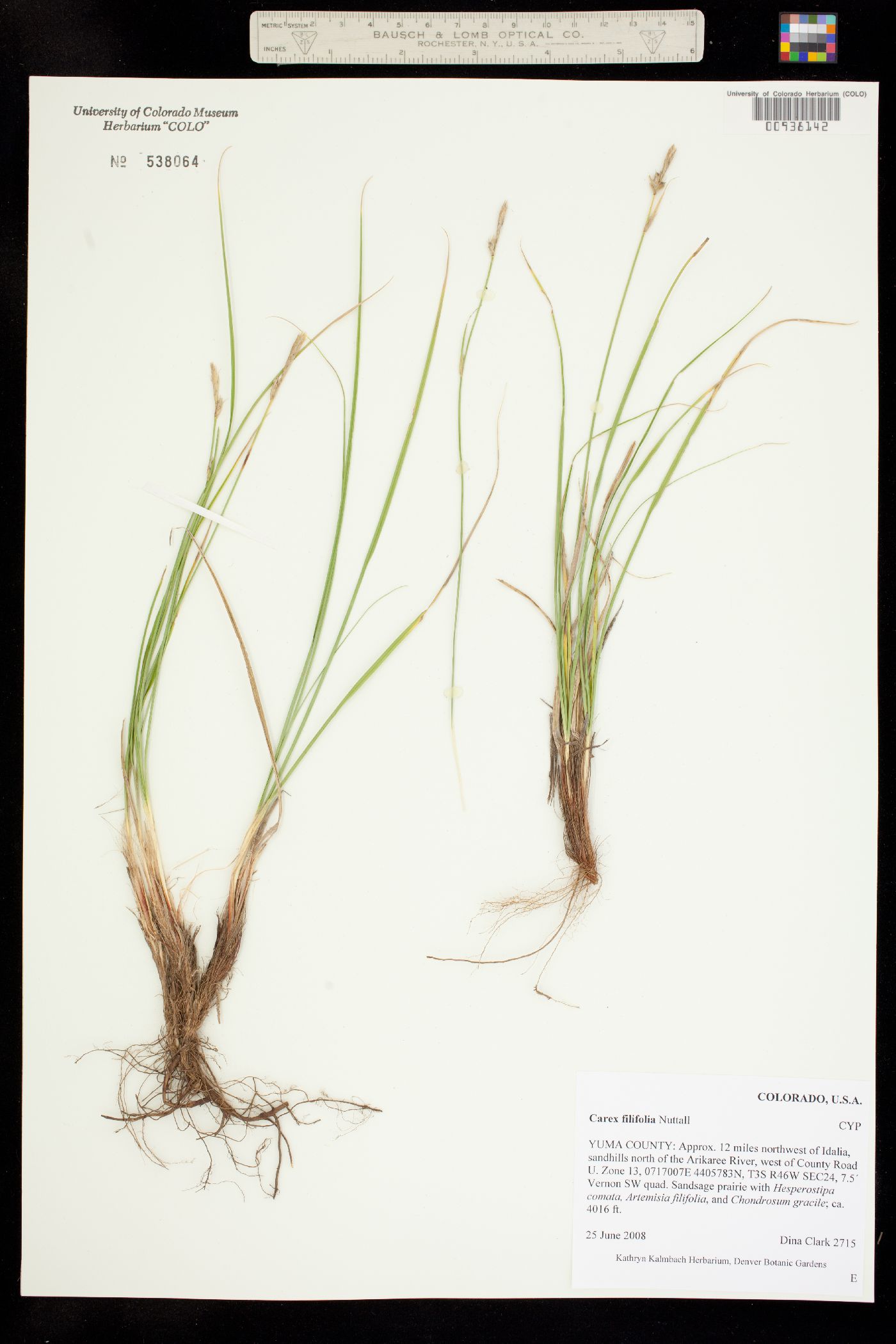 Carex filifolia image