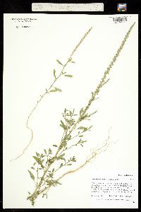 Image of Amaranthus arenicola