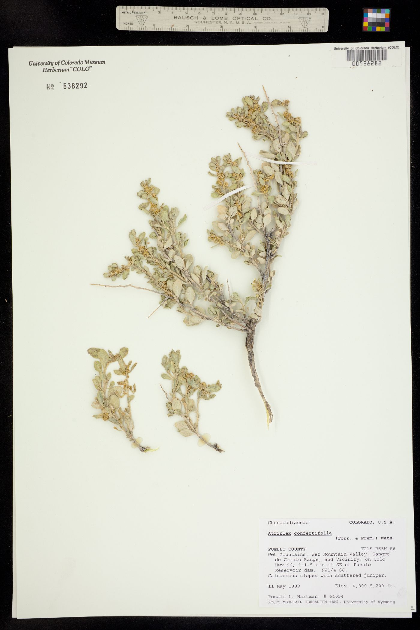 Atriplex confertifolia image