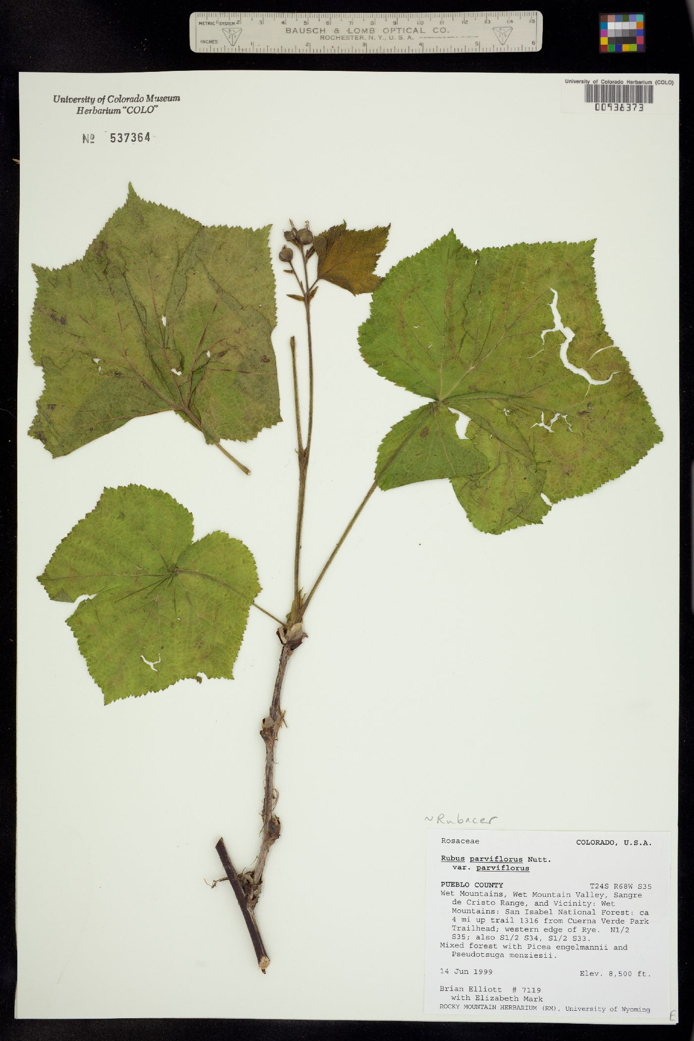 Rubus parviflorus image