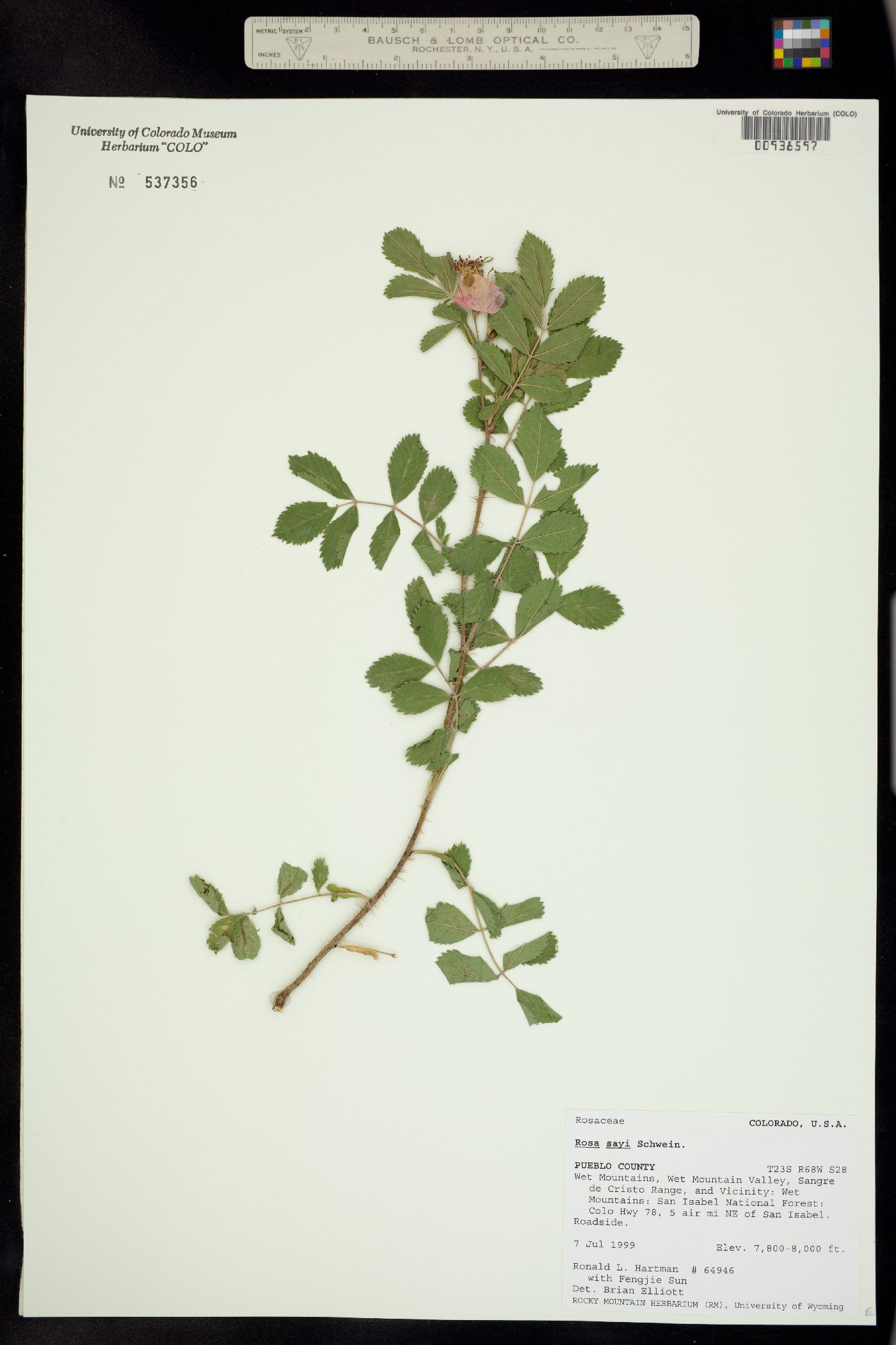 Rosa acicularis ssp. sayi image