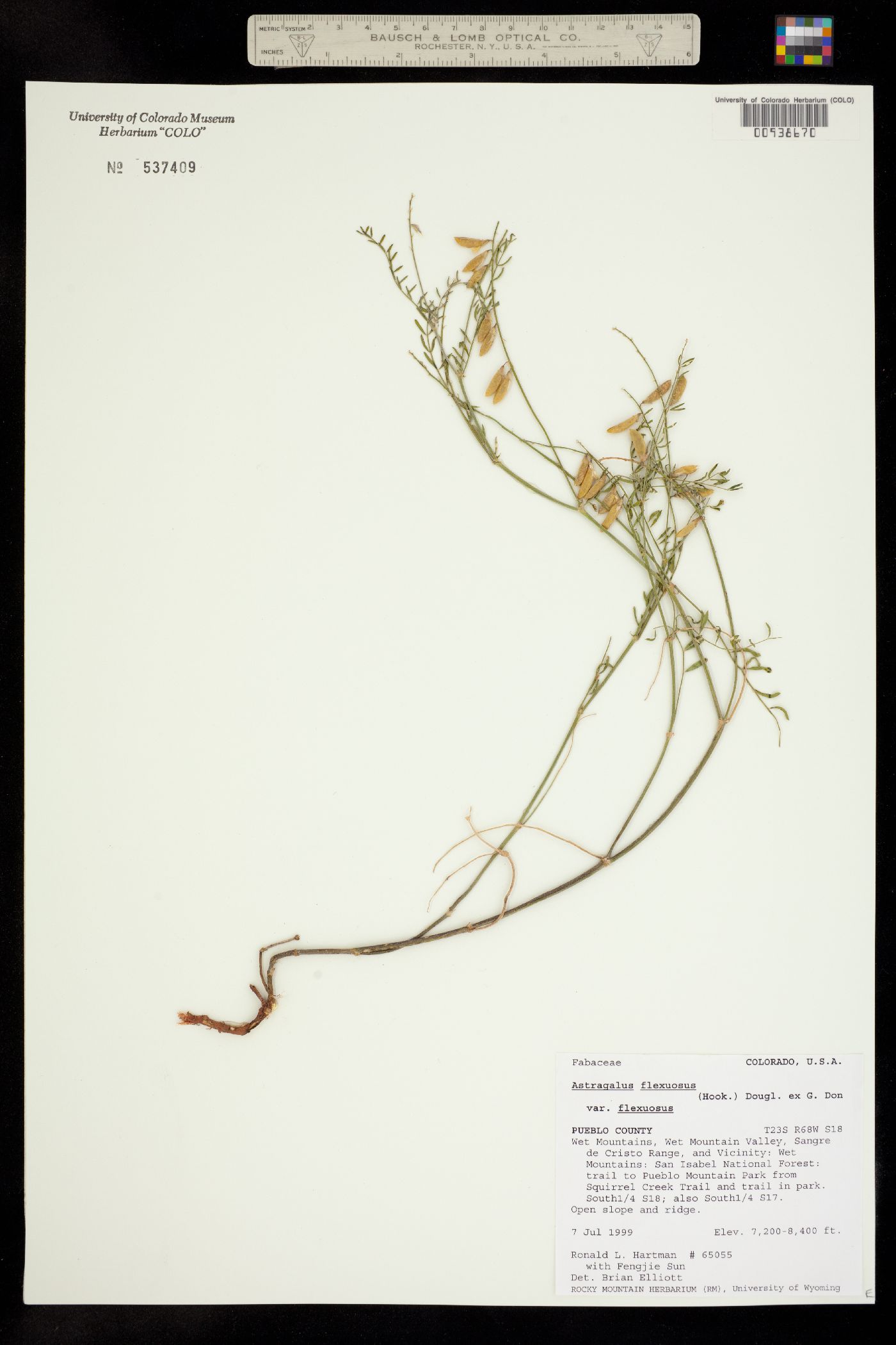 Astragalus flexuosus var. flexuosus image