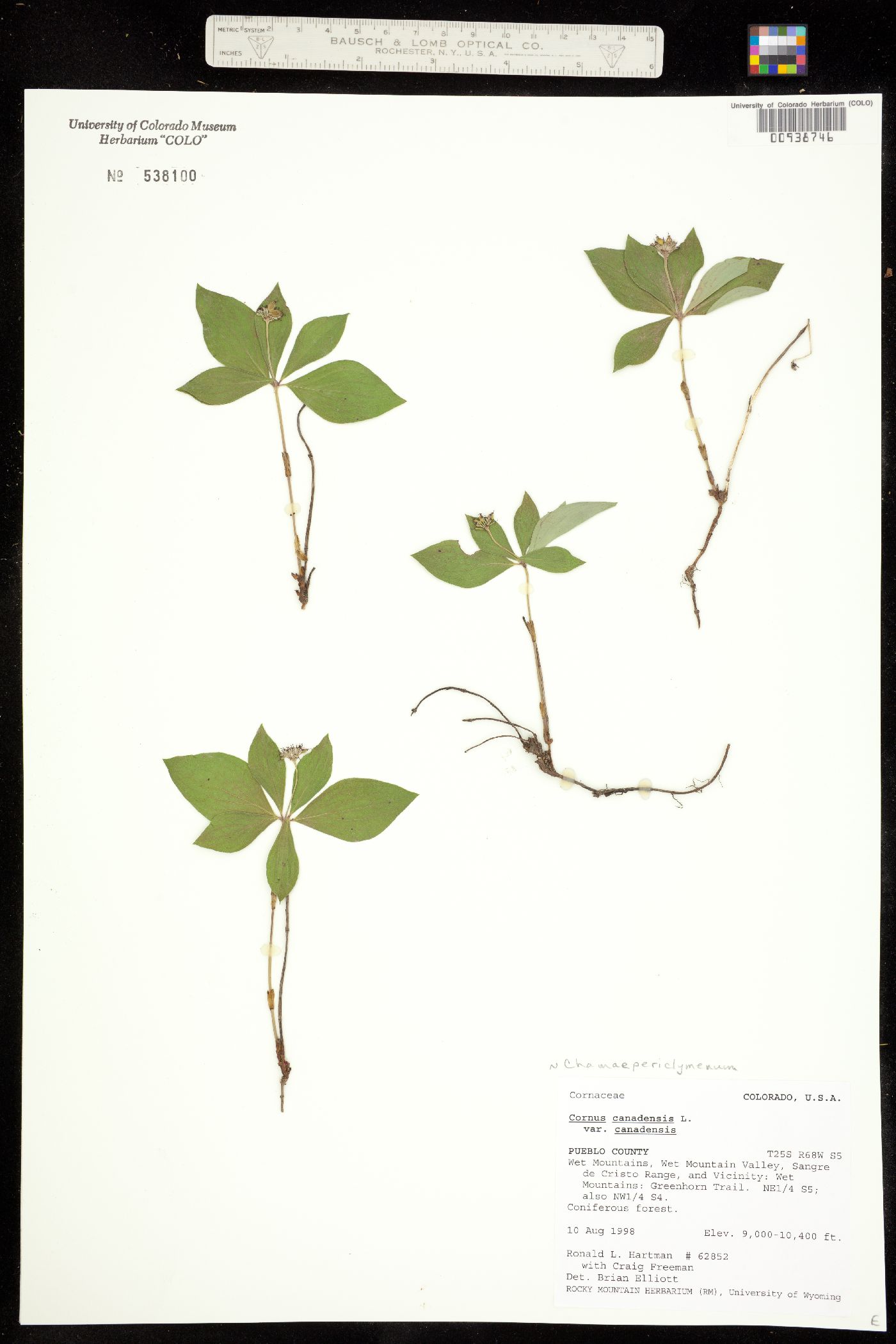 Cornaceae image