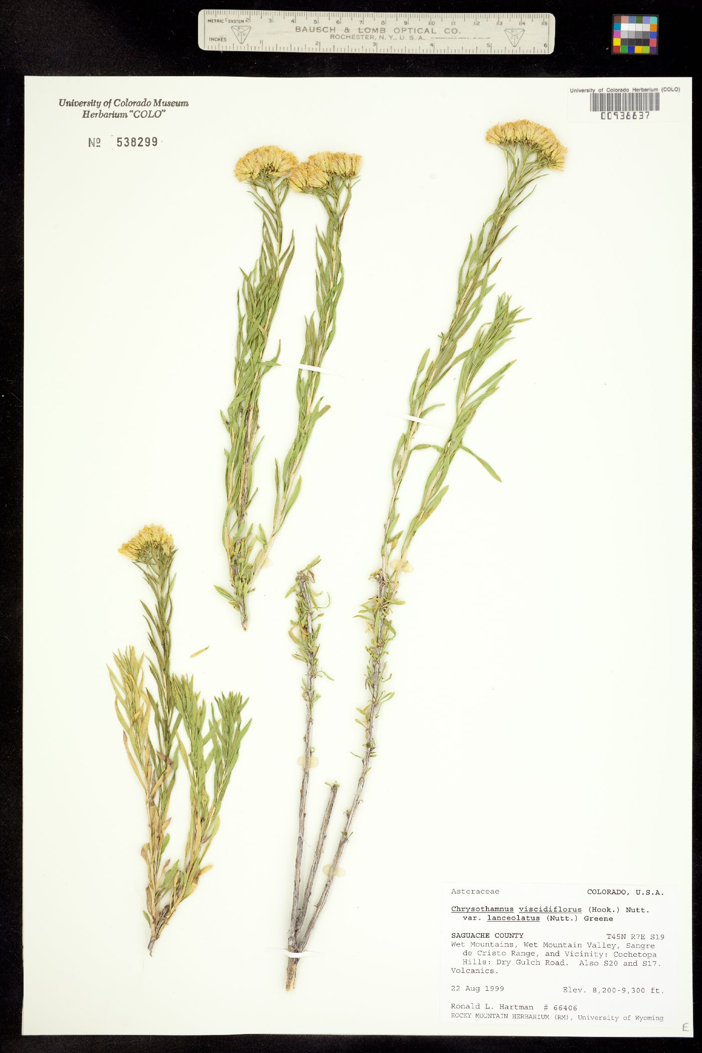 Chrysothamnus viscidiflorus ssp. lanceolatus image